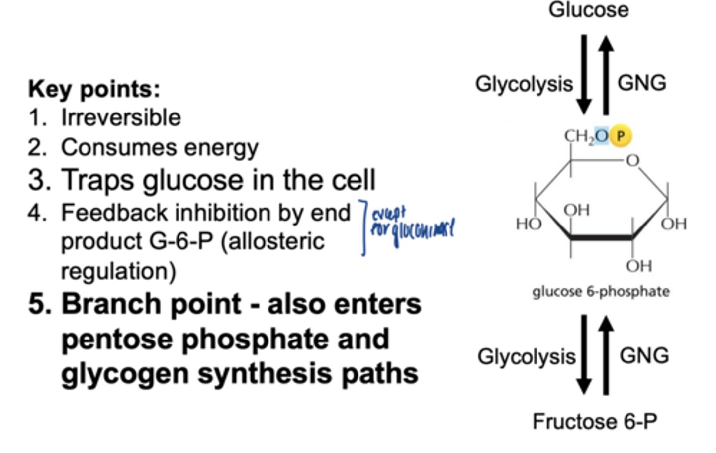 <p>hexokinase (most tissues)</p><p>glucokinase (liver)</p>