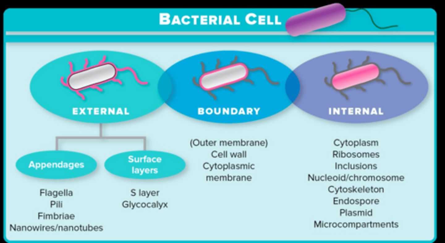 <p>Organisms that do not contain a nucleus, including the domains Bacteria and Archaea.</p>