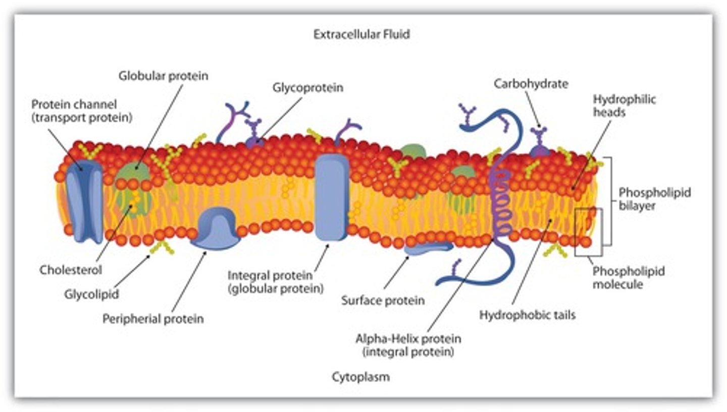 <p>Theory of cell membrane structure with proteins embedded in a sea of phospholipids</p>