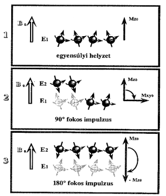 <p>90°-os impulzus 50%-os orientáció-váltást eredményez, 𝑀𝑧 = 0. Valódi mérésekben 90°-os és 180°-os jeleket kombinálnak, ezek a szekvenciák.</p>