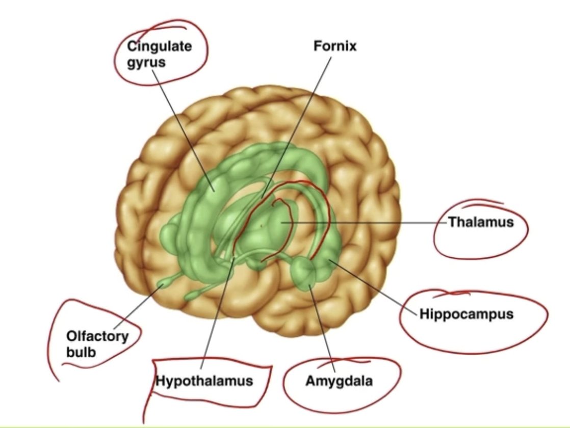 <ul><li><p>Inside the brain</p><ul><li><p><strong>Cingulate gyrus</strong></p><ul><li><p>Regulating emotions and pain</p></li></ul></li><li><p><strong>Fornix</strong></p><ul><li><p>Connector between portions of limbic system</p></li><li><p>Might have relation to episodic/short-term memory</p></li></ul></li><li><p><strong>Thalamus</strong></p><ul><li><p><span style="color: blue;">Relay station</span> - area that connects sensory organs to somatosensory organs</p></li><li><p>Receives senses, filters it, sends it out to area in brain for interpretation</p></li><li><p>All motor and sensory signals (except smell) pass through this structure</p></li></ul></li><li><p><strong>Hippocampus</strong></p><ul><li><p>Memory</p></li></ul></li><li><p><strong>Amygdala</strong></p><ul><li><p>Fear, aggression, emotions</p></li></ul></li><li><p><strong>Hypothalamus</strong></p><ul><li><p>Hormones</p></li></ul></li><li><p><strong>Olfactory bulb</strong></p><ul><li><p>Sense of smells</p></li></ul></li></ul></li></ul><p></p>