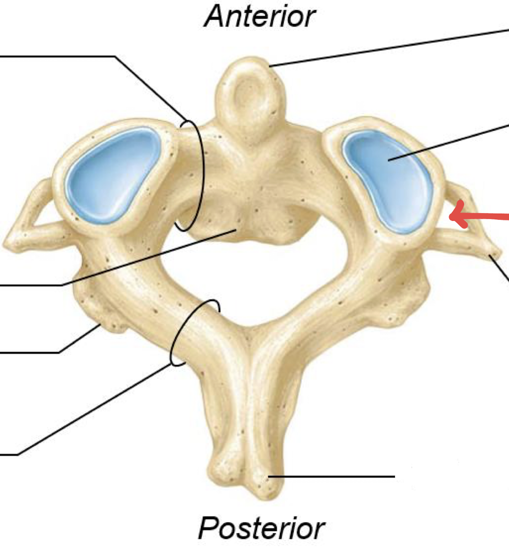 <p>what is this?</p>