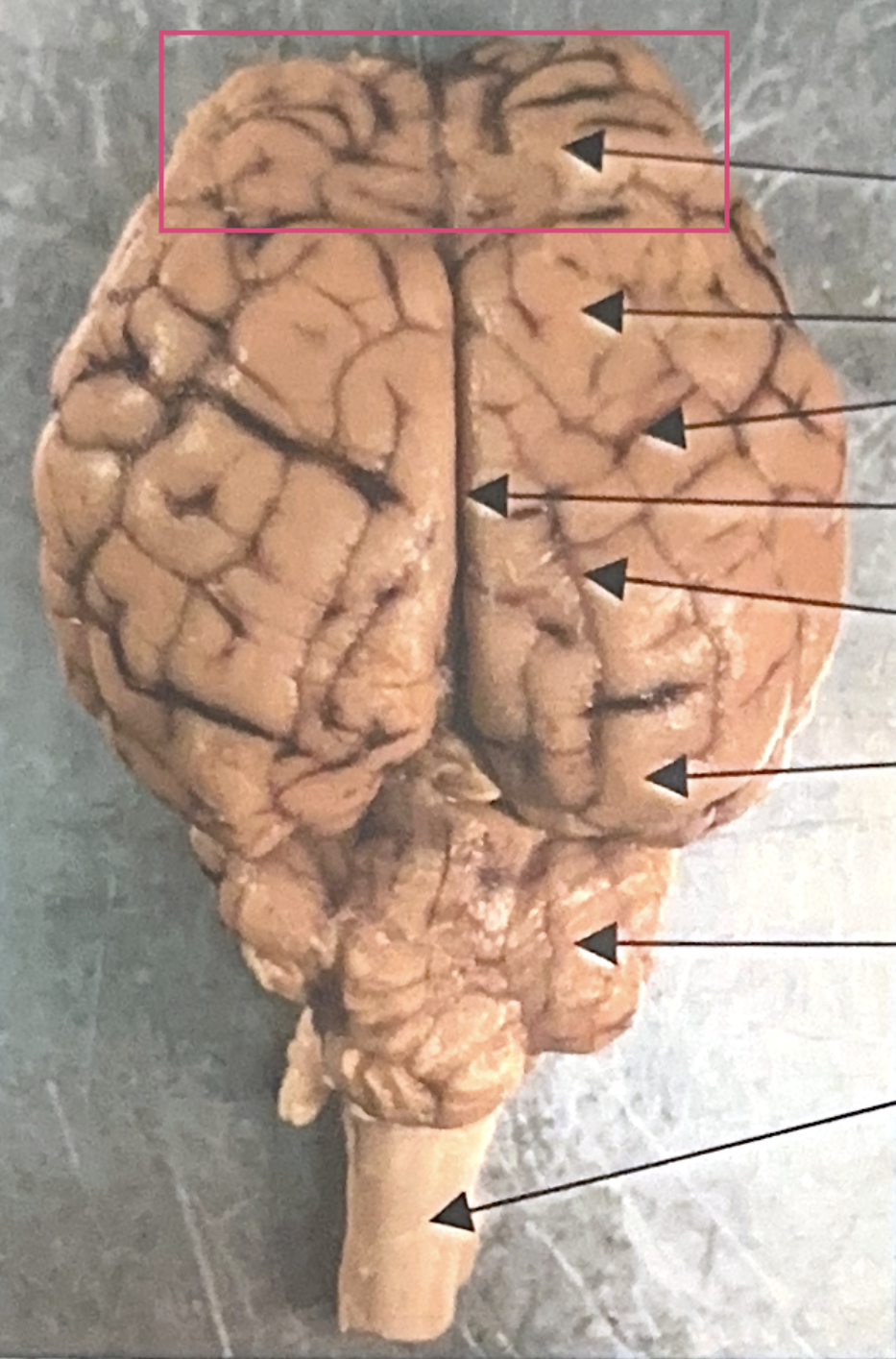 <p>What is this highlighted figure?</p>