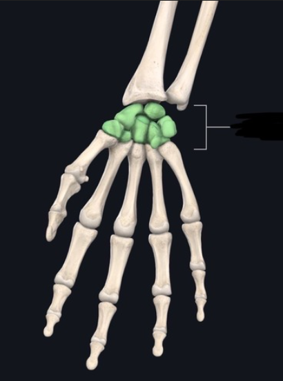 <p>What bone are these?</p>