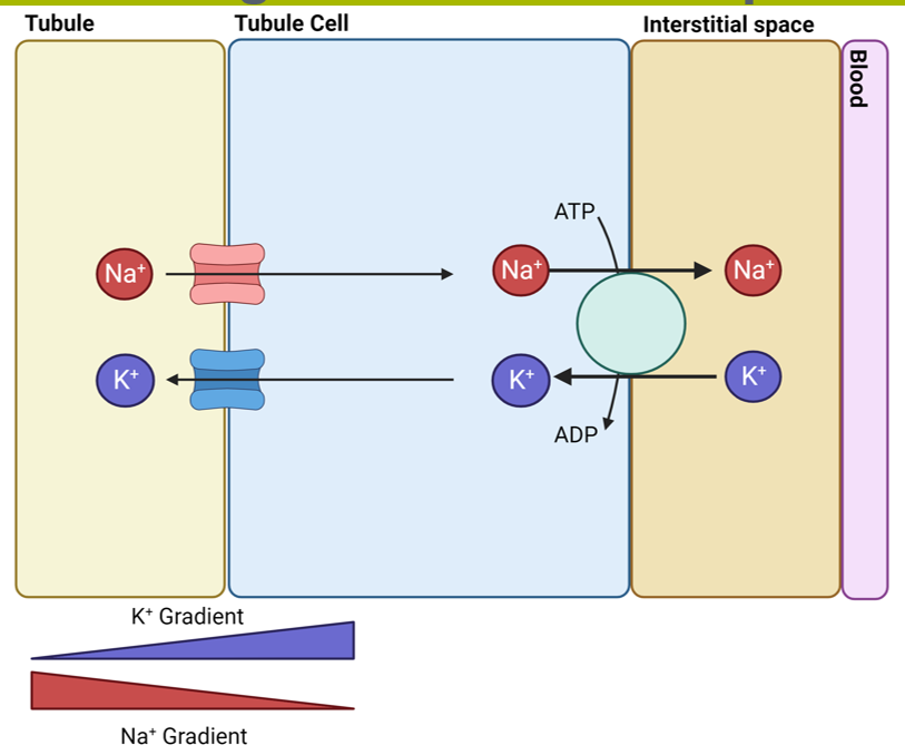 <p>Tube - Cell: Na+ moves into cell and K+ moves out through ion channel, down a concentration gradient. </p><p>Cell - Body: Na+/K+ ATPase moves Na+ out to interstitial space and K+ into cells</p>