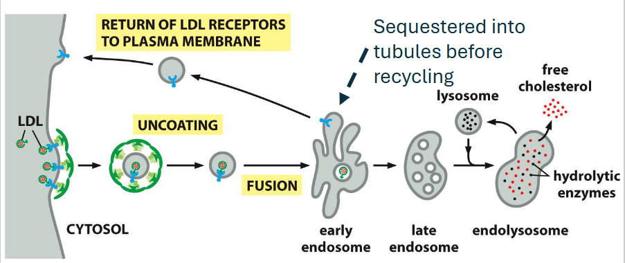 <ul><li><p><strong><span>Example:</span></strong><span> LDL receptor mediates cholesterol uptake via LDL particles</span></p></li><li><p><strong><span>Adaptor protein:</span></strong><span> Uses </span><strong><span>AP2</span></strong><span>, activated by </span><strong><span>PI(4,5)P₂</span></strong><span> at the plasma membrane</span></p></li><li><p><strong><span>Mechanism:</span></strong><span> Internalized into clathrin-coated vesicles → delivered to early endosomes</span></p></li><li><p><strong><span>Fate:</span></strong><span> LDL is released; receptor is </span><strong><span>recycled back to the surface</span></strong></p></li><li><p><strong><span>Timing:</span></strong><span> Receptor completes a full cycle approximately </span><strong><span>every 10 minutes</span></strong></p></li></ul><p></p>