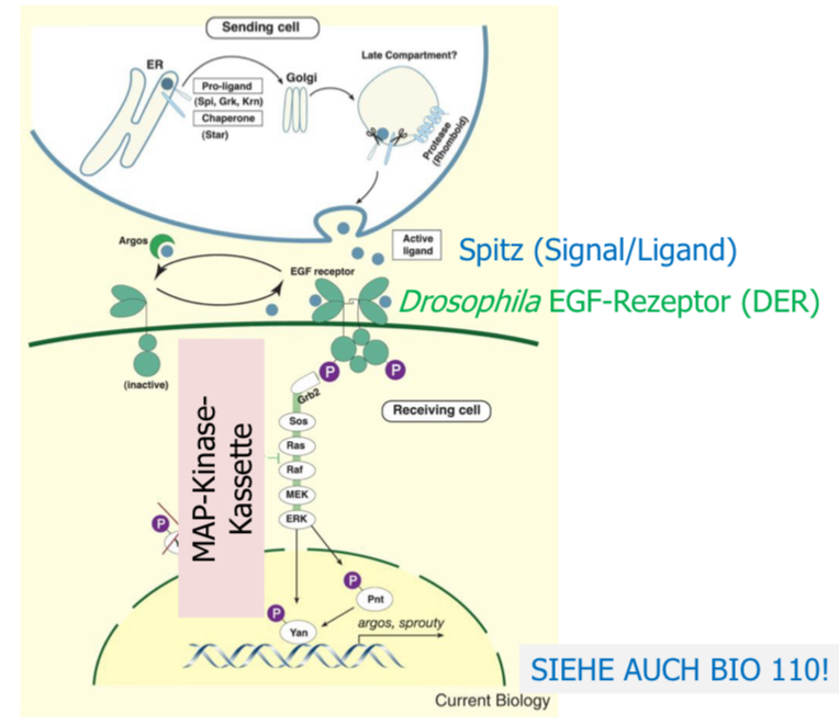 <ul><li><p>auch: Reeptor-Tyrosin-Kinase (RTK)-Signalweg</p></li><li><p>die Differenzierungen R1-R7 sind EGFR abhängig; R8 ist unabhängig</p></li><li><p>Spitz wird von R8 ausgeschüttet und bindet an EGF Rezeptor der Nachbarzelle</p></li><li><p>Rezeptor wird autophosphoryliert (aktiviert) und löst Signalkaskade aus → schaltet bestimmte Gene ein</p></li></ul>