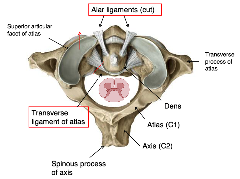<p>alar ligaments</p>