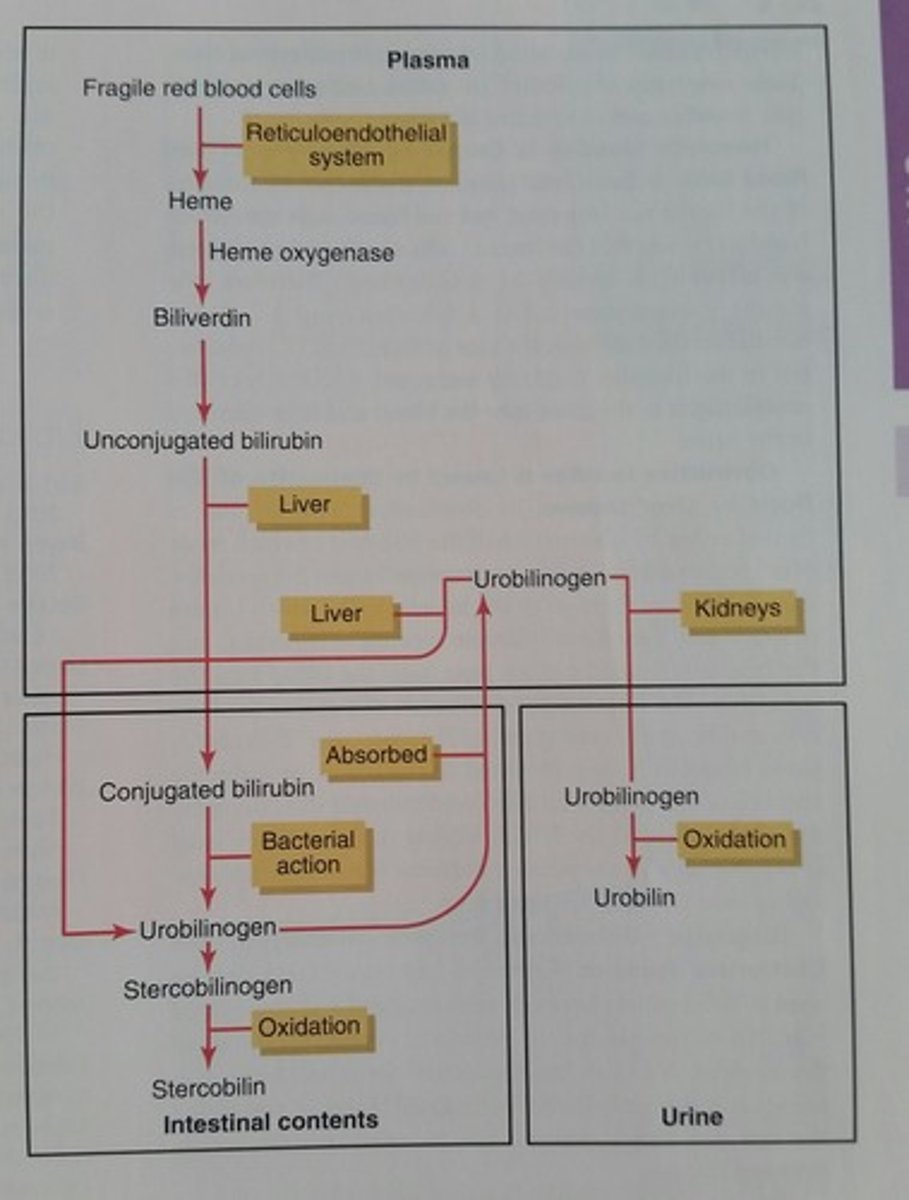 <p>colorless compound produced in the intestine after the breakdown by bacteria of bilirubin</p>