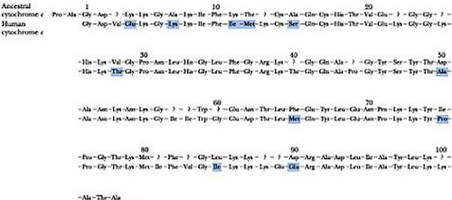 <p>Oxygen-transport protein derived from myoglobin.</p>