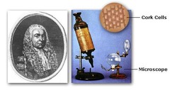 -the inventor that made a compound microscope and was the first to view and name the term "cells" in objects like cork