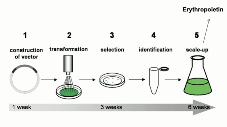 <p>the use of microorganisms, cells, or cell components to make a product (ex. foods, vitamins, enzymes) </p>