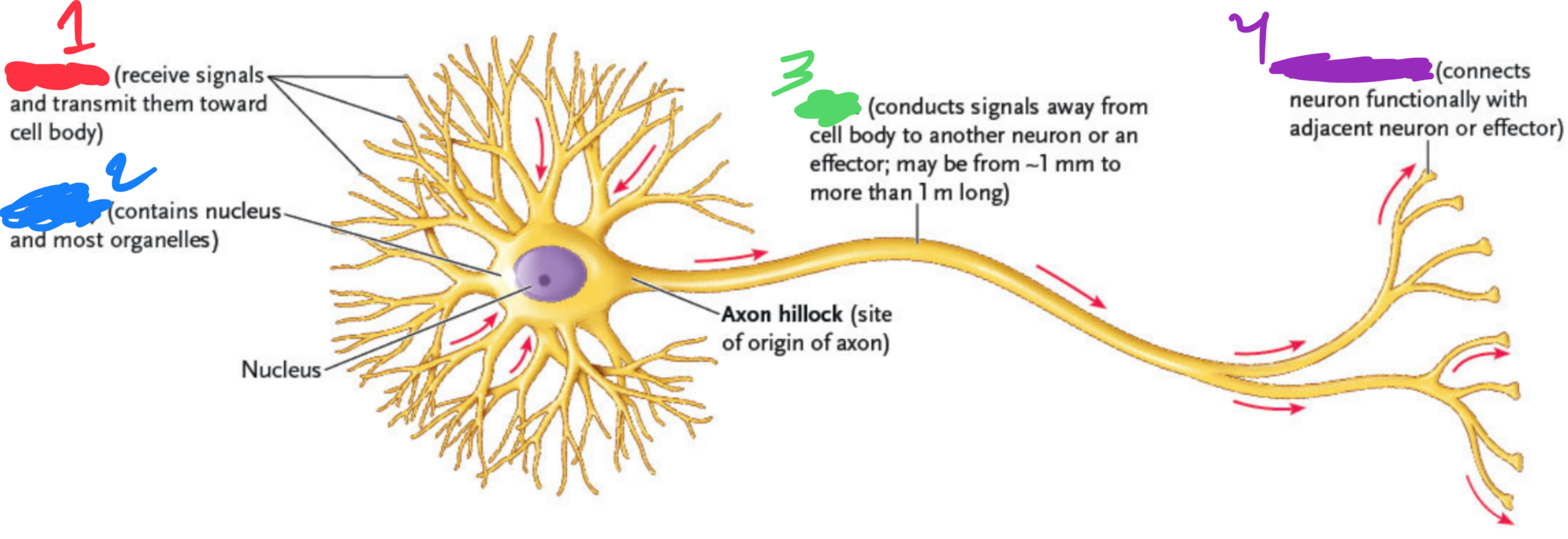 <ol><li><p>?</p></li><li><p>?</p></li><li><p>?</p></li><li><p>?</p></li></ol><p>Cell body, dendrites, axon terminal, axon</p>