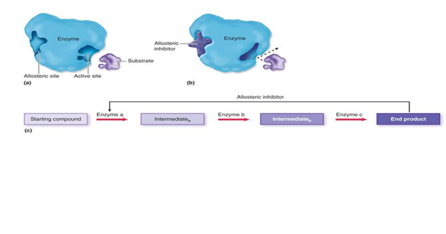 <p><span>process in which a molecule binds to the back of enzyme and changes activity by decreasing or increasing activity</span></p><p><span>a molecule binds away from the active site, which can include both inhibition (like noncompetitive) and activation, affecting enzyme activity.</span></p><ul><li><p><span>not a substrate</span></p></li><li><p>makes product when we need it, stops when we have it(feedback mech)</p></li></ul><p></p>