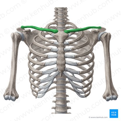 <p>What bone is this?</p>