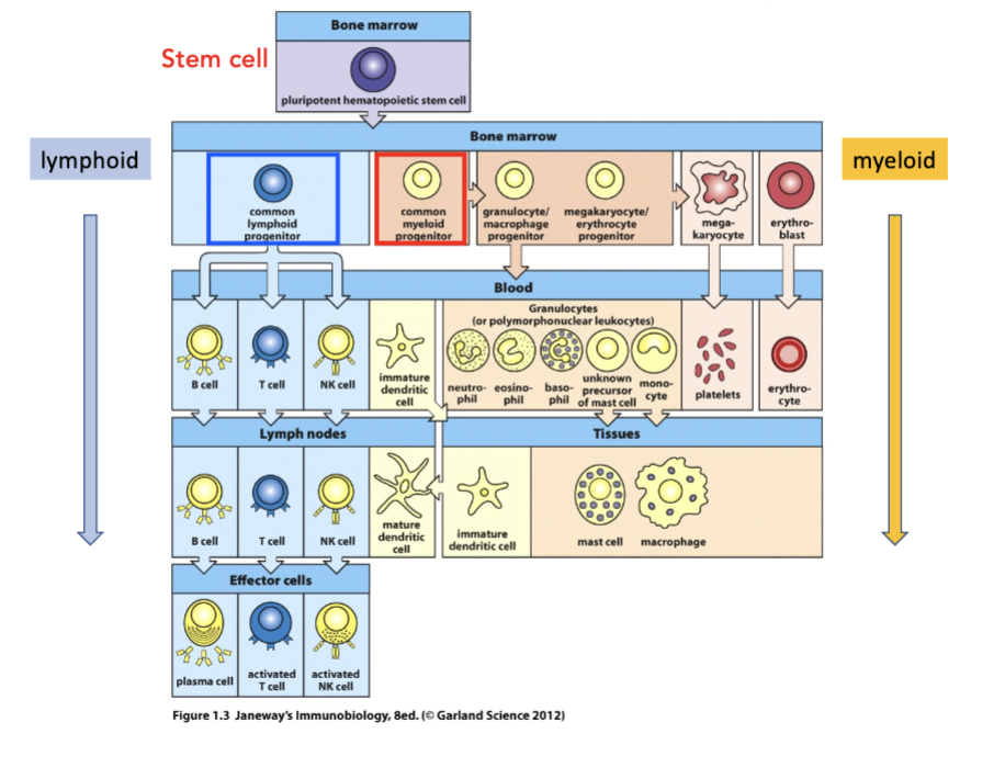 <p><strong>generation of immune cells (hematopoiesis)</strong></p><ul><li><p>lympoid cells are _____</p></li></ul><p></p>