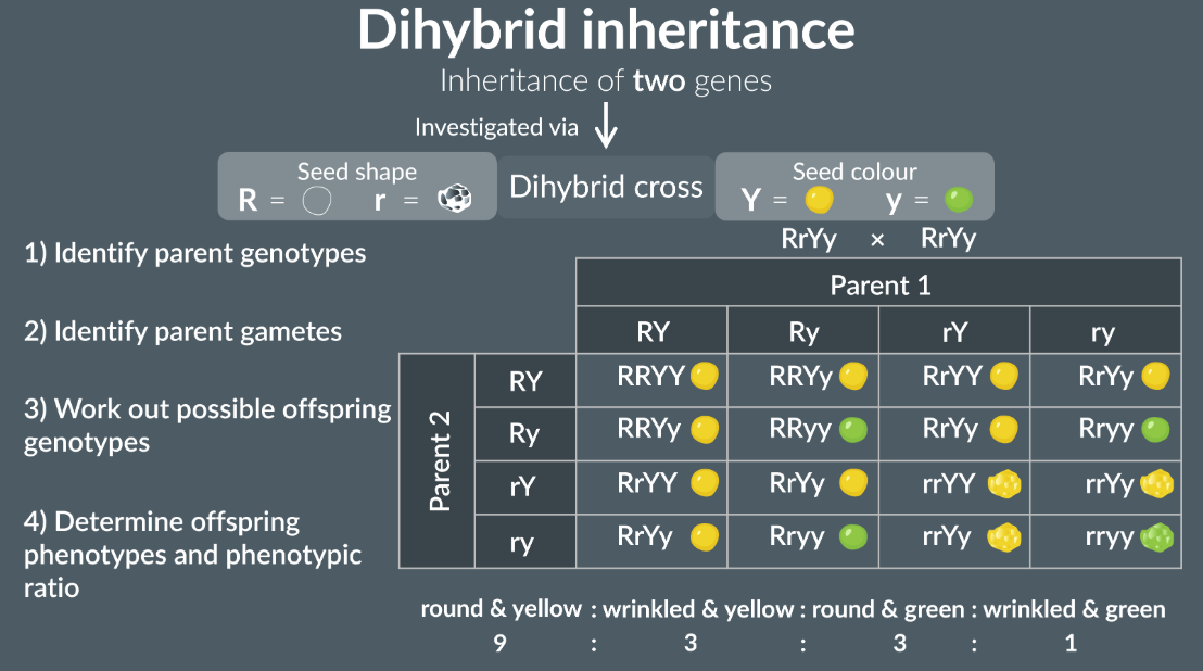 <p>The inheritence of two genes.</p>