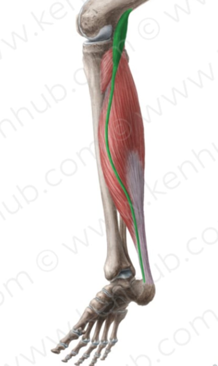 <p>Klein, dun spiertje; kan ontbreken.</p><p>O: facies poplitea boven laterale condyl</p><p>I: loopt tussen gastrocnemius en soleus mediaal van de Achillespees</p><p>W: idem caput laterale (maar is erg zwak) -> beschermt de bursa synovialis van de achillespees + kapelspanner</p><p>Inn: N. tibialis (S1-S2)</p>