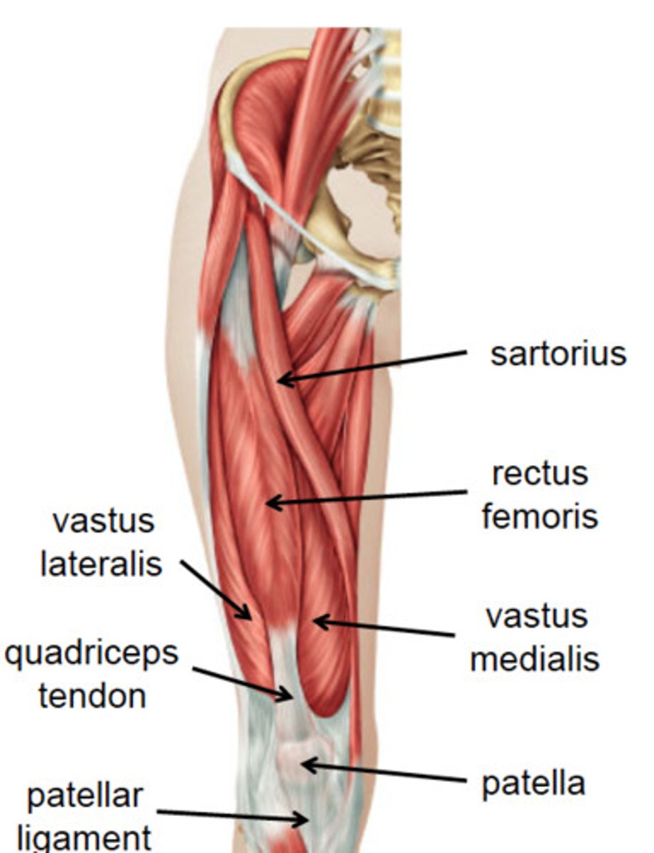 <p>Iliopsoas</p><p>Sartorius</p><p>Quadriceps femoris</p><p>--> rectus femoris</p><p>--> vastus lateralis</p><p>--> vastus medialis</p><p>--> vastus intermedius</p><p>(I Start Quizzing Random Vaccinated Vegan Valedictorians)</p>