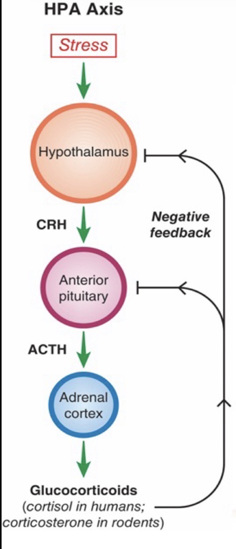 <p>Glucocorticoids pass the blood-brain barrier and nearly all brain areas containing glucocorticoid receptors. High glucocorticoid levels cause hypothalamus to release less CRH and cause the pituitary to release less ACTH. This leads to reduced glucocorticoid release from adrenal cortex. </p>