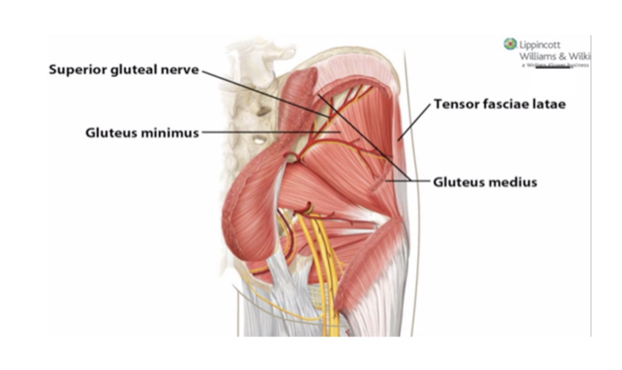 <ul><li><p>L4-S1</p></li><li><p>Muscles:</p><ul><li><p>Glute Med</p></li><li><p>Glute Min</p></li><li><p>TFL</p></li></ul></li><li><p>Movements:</p><ul><li><p>Hip Abd</p></li><li><p>Hip Flex</p></li><li><p>Medial Rotation (IR)</p></li></ul></li><li><p>Gait:</p><ul><li><p>Trendelenberg Gait </p></li></ul></li></ul><p></p>