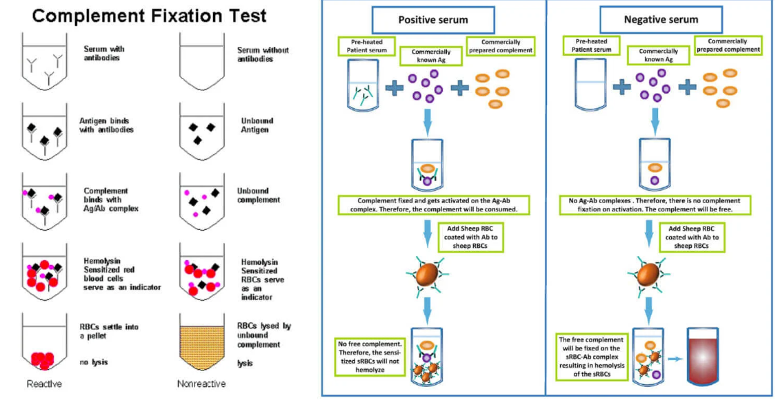 <p>Ag mixed w/ test serum to be assayed for Ab</p><p>standard amount of complement is added to bind to any Ag-Ab complexes</p><p>sensitized erythrocytes are added</p><p>amount of rbc lysis is determined </p><p>no lysis = reactive (no complement available to lyse the cells)</p><p>lysis = non reactive (complement is free to lyse the cells)</p>