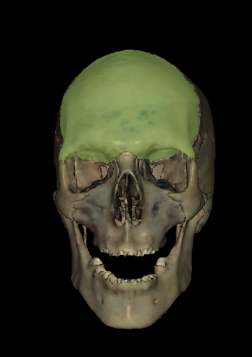 Forehead/front of the skull