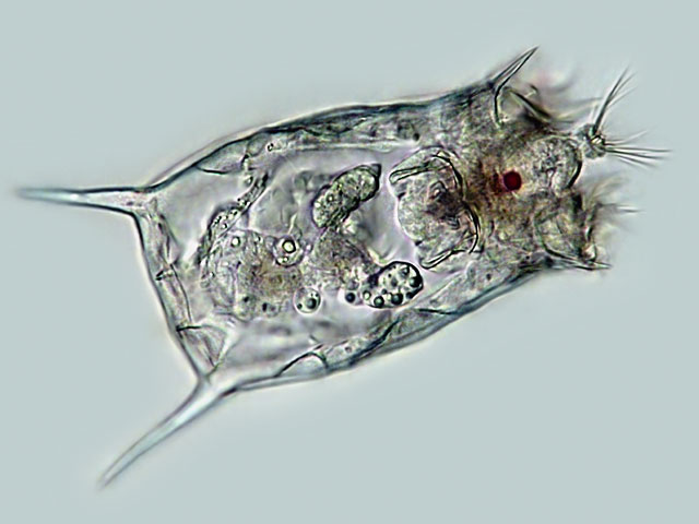 <p>Kmeň: Rotifera (vírniky)</p>