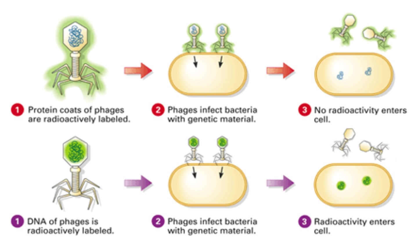<p>Hershey and Chase (H&amp;C) performed their experiments on viruses that infect bacteria called bacteriophages. They incorporated radioactive isotopes of phosphorus and sulfur into phages. DNA contains phosphorus, but not sulfur, whereas protein contains sulfur, but not phosphorus. Therefore, when H &amp;C marked phages with radioactive isotopes of those elements, they placed separate, distinguishable tags on the protein and DNA parts of the phages.</p><p>They allowed the phages to replicate by infecting bacteria. By tracking the location of the radioactive tags, H&amp;C showed that phages only injected their DNA into host bacteria, and that the DNA served as the replicating genetic element of phages. The phages did not inject their protein coats into the bacteria; the protein coats remained outside the bacteria adhered to the bacterial membranes.</p>
