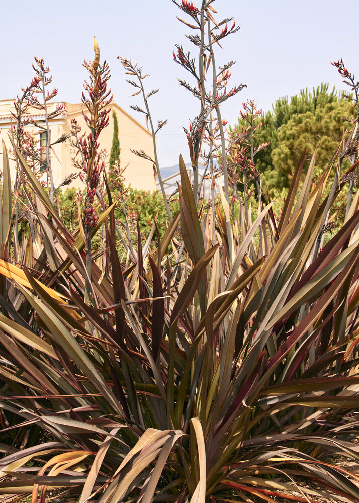 <ul><li><p>grass-like perennial</p></li><li><p>10’ t/w</p></li><li><p>native to New Zealand</p></li><li><p>full sun, part shade</p></li><li><p>low to no water</p></li><li><p>evergreen, simple leaves; sword-like, as long as plant, 4-6” w, narrow, point tip</p></li><li><p>compound flowers; on spikes, clusters, 1-2” tubes, dark red brown</p></li><li><p>seed pod fruit</p></li><li><p>branch structures taller to plant, strong fibers</p></li><li><p>found behind Wurster</p></li></ul><p></p>