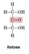 <p>Carbohydrate with a ketone</p>