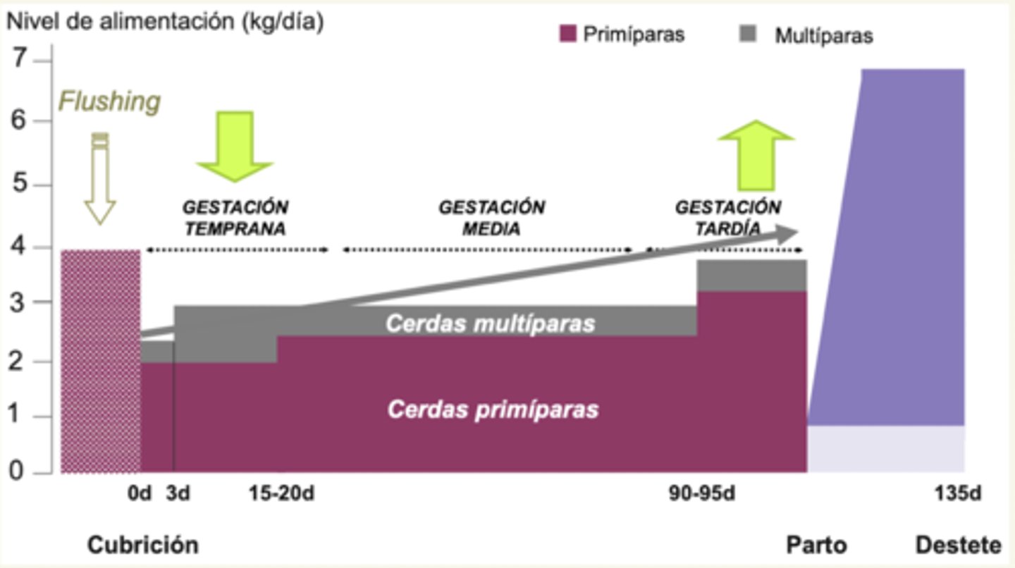 <p>temprana: ↓</p><p>tardía: ↑ </p>