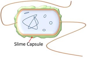 <p>function of a <strong>capsule </strong></p>