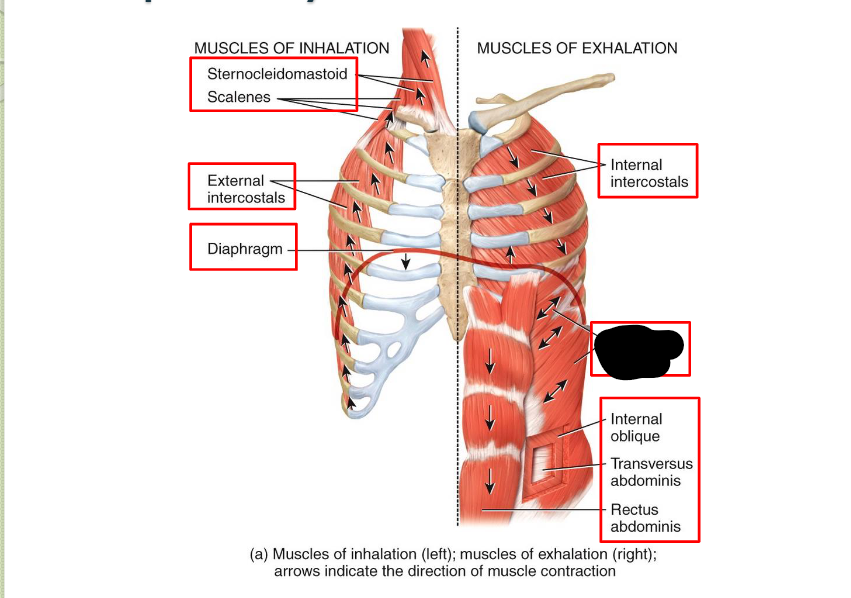 <p>What <strong>Respiratory</strong> <strong>Muscle?</strong></p>