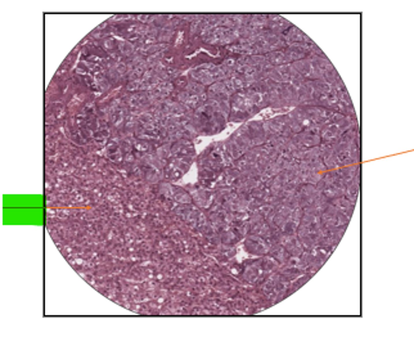 <p>label region and organ</p>
