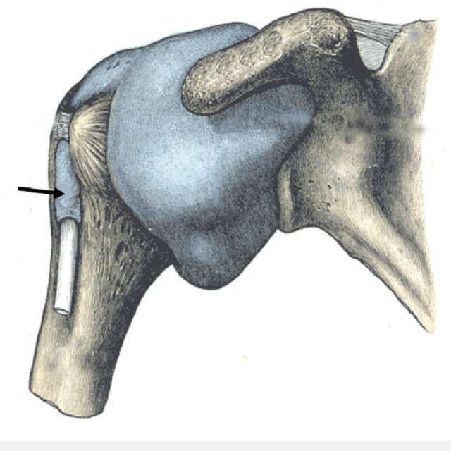 <p>bridges between the greater and lesser humeral tubercules</p><p>holds the long head of the biceps tendon into position in the intertubercular groove</p>