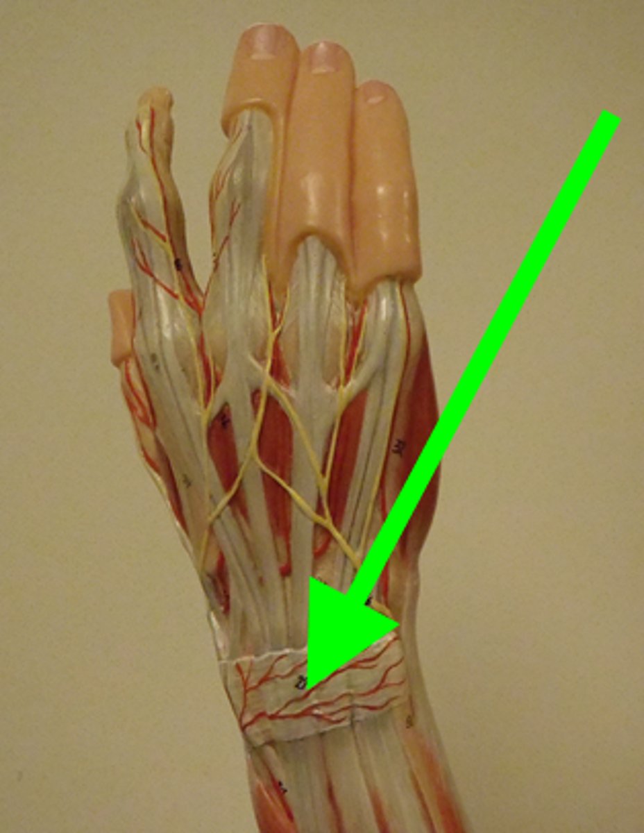 <p>What is this structure?</p><p>Function?</p>