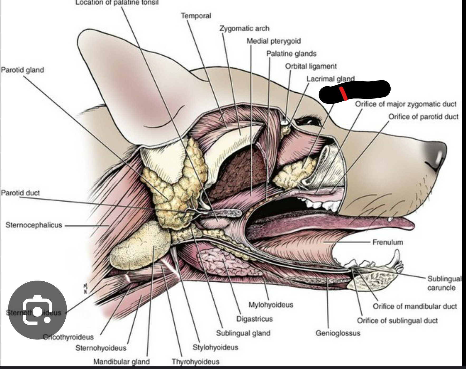 <p>what salivary gland is this</p>