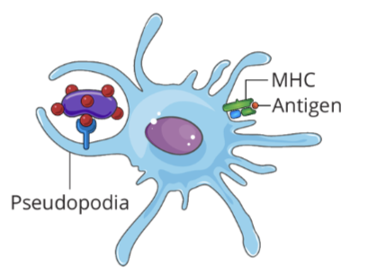 <ul><li><p>after engulfing the bacterium, the immune cell (AKA the antigen presenting cell), will present pieces of the antigens on its cell surface through the peptide:MHC complex</p></li></ul><p></p>