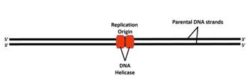 <p><span style="font-family: Calibri, sans-serif">Binds at the replication origin</span></p><p><span style="font-family: Calibri, sans-serif">Moves away from each other</span></p><p><span style="font-family: Calibri, sans-serif">Unwind parental DNA strands forming a replication bubble with two replication forks</span></p>
