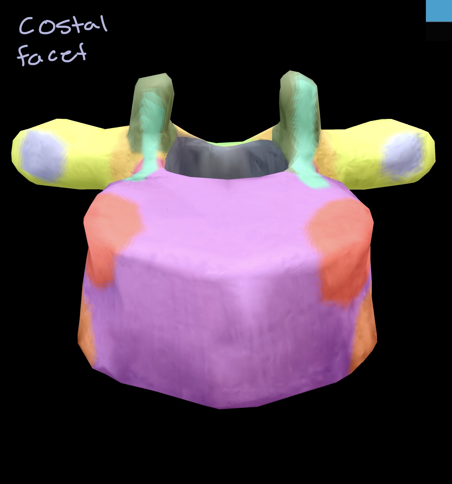 <p>Thoracic vertebrae </p>