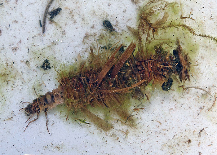 <p>What type of invertebrate is this, and what is the shelter they build around themselves called and made of? </p>