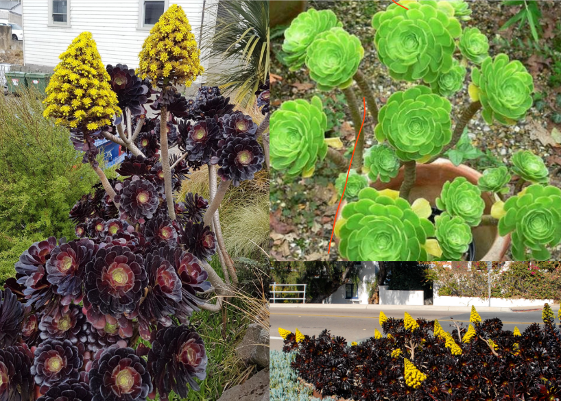 <ul><li><p>leaf: succulent</p></li><li><p>CAM photosynthesis</p></li><li><p>Inflorescence: cymose</p></li><li><p>gynoecium: apocarpous</p></li><li><p>fruit: follicetum</p></li></ul><p></p>