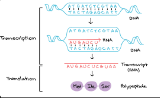 <p>This is a single-stranded molecule made up of nucleotides, each consisting of a ribose sugar, a phosphate group, and a nitrogenous base.</p><p>It is synthesized during transcription, where RNA polymerase reads a DNA template strand and creates a complementary RNA strand.<span>The single-stranded structure of mRNA allows it to easily exit the nucleus and enter the cytoplasm for protein synthesis.</span></p><p><span>This configuration also enables mRNA to fold into various shapes, facilitating its interaction with ribosomes and other molecules necessary for translation. Overall, the single-stranded form is essential for mRNA's role in transferring genetic information from DNA to protein</span></p>