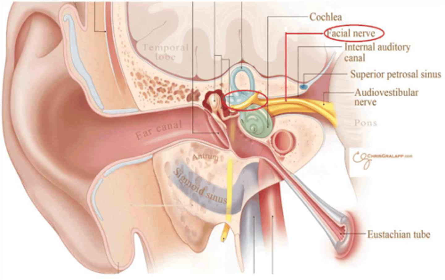 <p>Facial nerve (CN VII)</p><p>Vestibulocochlear nerve (CN VIII)</p>