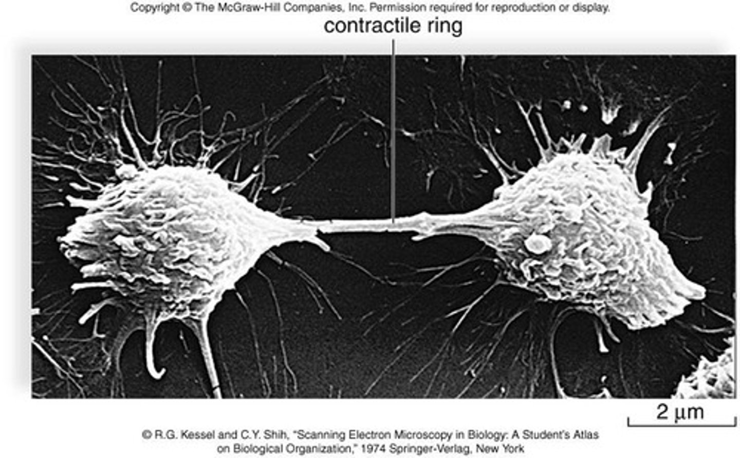 <p>The indentation that begins the process of cytokinesis in animal cells.</p>