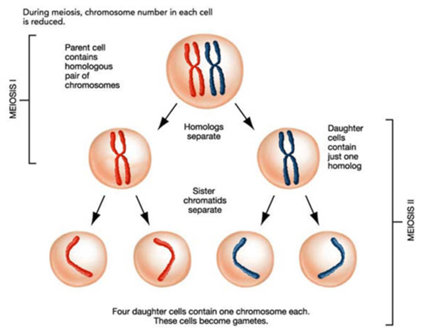 <p>duplicates its DNA so there's enough for each new cell</p><p>there will be 2 cells after this first division</p><p>chromosomes line up in pairs in the middle of cells</p><p>one chromosome from mother and another from father</p><p>then the pairs are pulled apart so each new cell only has one copy of chromosomes.</p><p>each of the new cells will have a mix of mother and father causing genetic variation</p>
