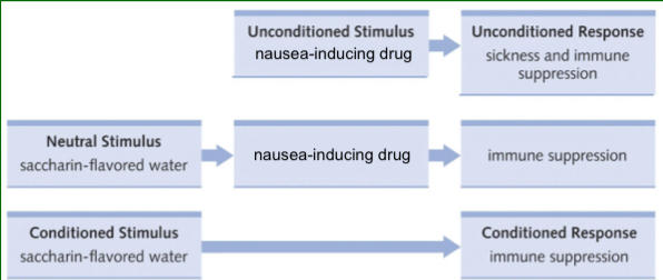 <ul><li><p>They were studying conditioned taste aversion to a sweet water solution after painting with a nausea-inducing drug using Pavlovian conditioning</p></li><li><p>Over the course of training, the rats learned to avoid the sweet water</p><ul><li><p>But ader discovered a problem that the rats appeared to have a high infection prevalence</p></li><li><p>Puzzled by this development, they then force fed the rats with the sweet water, &amp; a number of them became very sick</p></li><li><p>Then Ader discovered that the number of infection-fighting immune cells was significantly reduced</p></li></ul></li><li><p>Ader &amp; colleagues were the first to show that the CNS is capable of controlling the immune system</p></li></ul><p>Ex:</p>