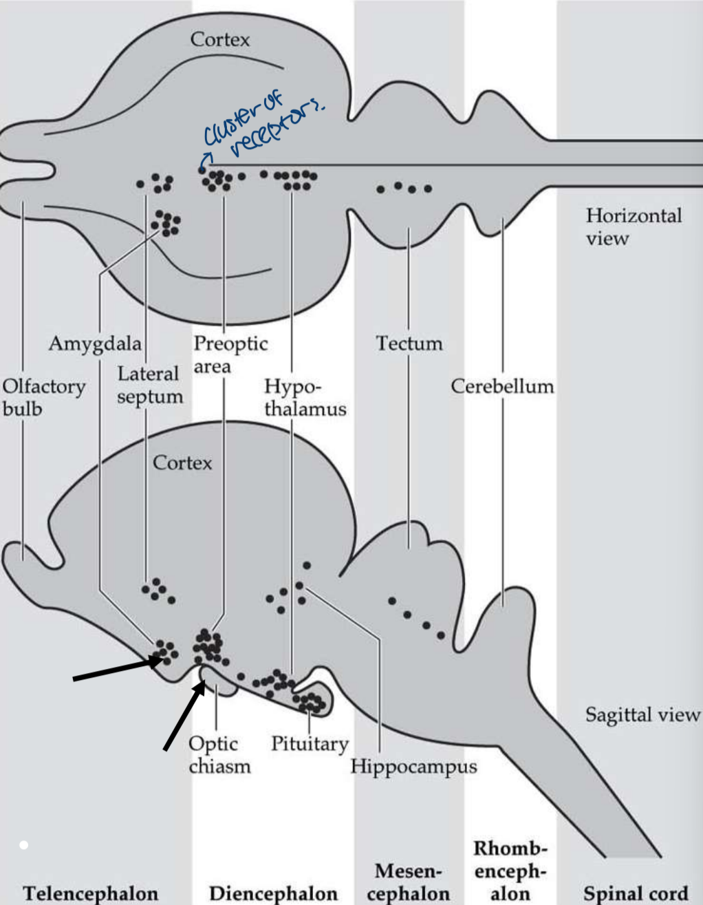 <p>clusters in amygdala, lateral septum, preoptic area, , hypothalamus, pituitary, hippocampus, tectum</p><p>(ALPHPHT)</p>