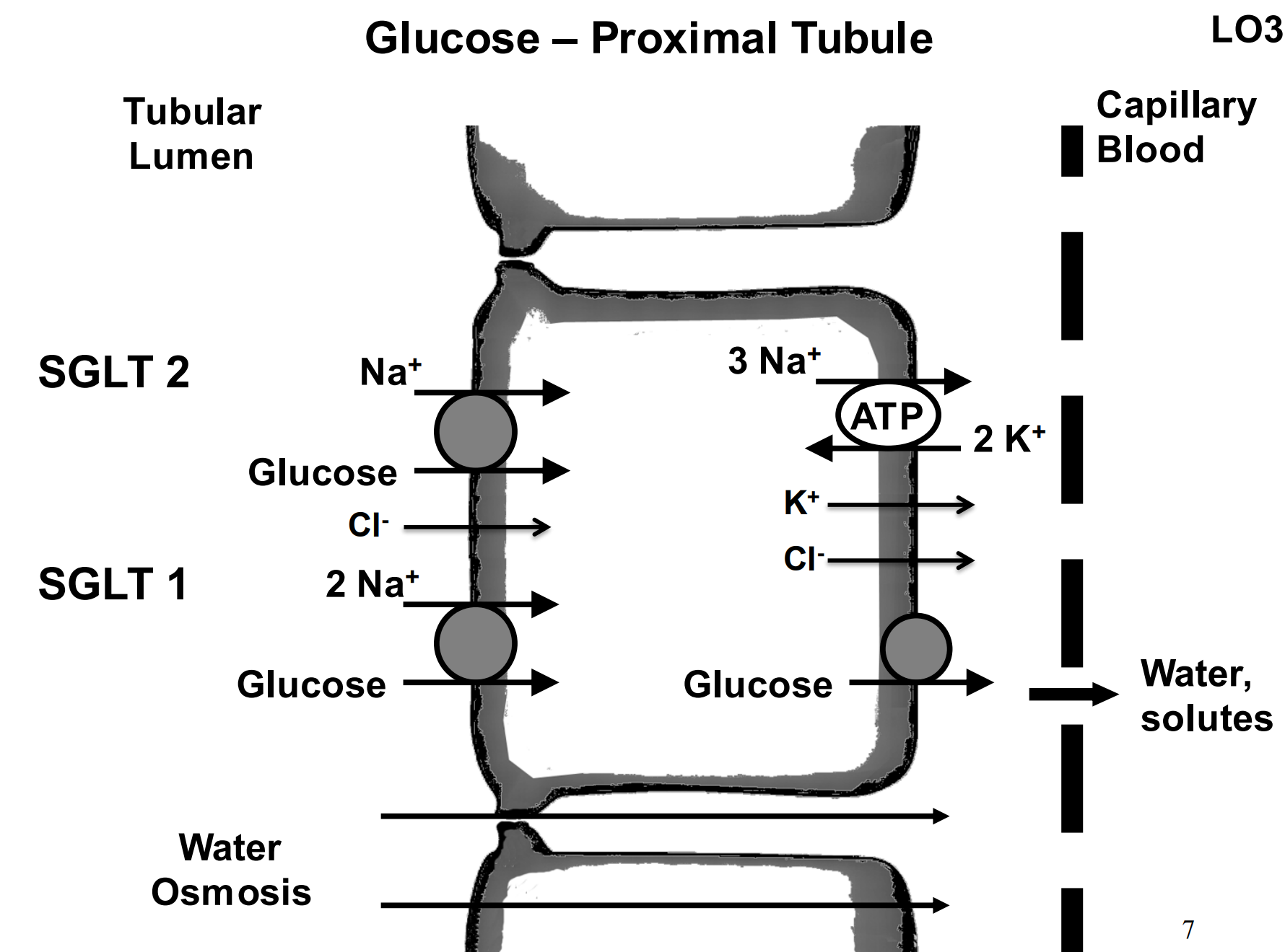 <p>Sodium glucose transporter 1 and 2 (SGLT1 and SGLT2) - A glucose passes through the epithelium with 2 sodiums, and then freely passes through a channel into the capillary bed.</p>